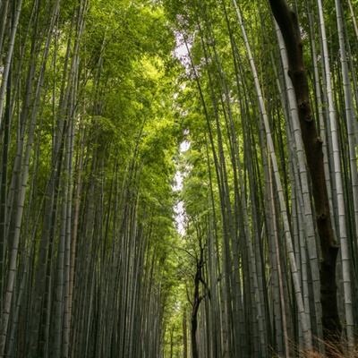 星际霸略官方版下载